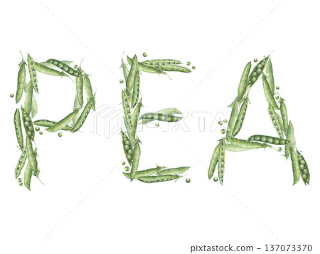 Word "pea" is composed of green pea pods and seeds. Hand-drawn watercolor illustration, isolated on a white background. Perfect for cards, posters, packaging, printing on clothing, textile, tableware 137073370