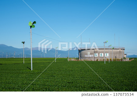 Kirishima tea fields in Kagoshima Kirishima tea fields in Kagoshima 137073534