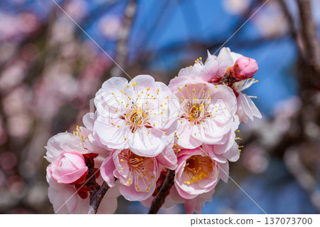 早春時節，美麗的梅花盛開，近距離拍攝的皇宮景色。 137073700