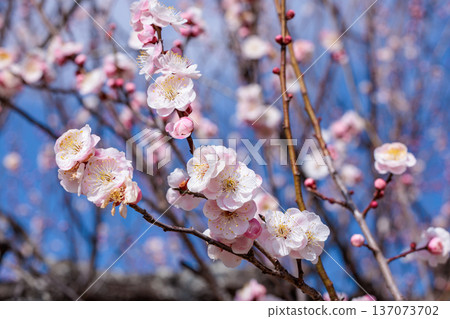 Beautiful plum blossoms blooming in early spring, close-up of the Imperial Palace 137073702