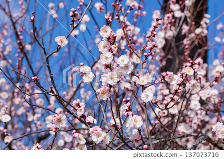 Beautiful plum blossoms blooming in early spring at the Imperial Palace Beautiful plum blossoms blooming in early spring at the Imperial Palace 137073710