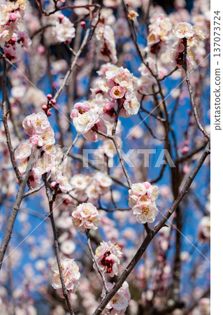 Beautiful plum blossoms blooming in early spring at the Imperial Palace Beautiful plum blossoms blooming in early spring at the Imperial Palace 137073724