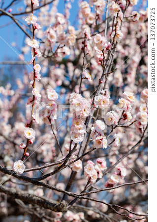 Beautiful plum blossoms blooming in early spring at the Imperial Palace Beautiful plum blossoms blooming in early spring at the Imperial Palace 137073725
