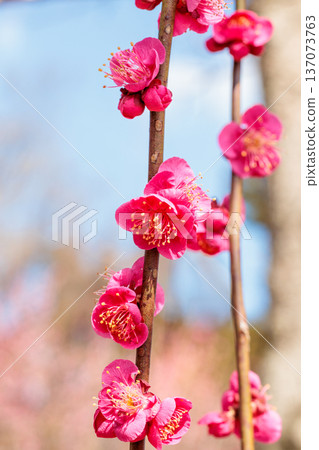 早春盛開的美麗梅花 - 單瓣冬紅 137073763