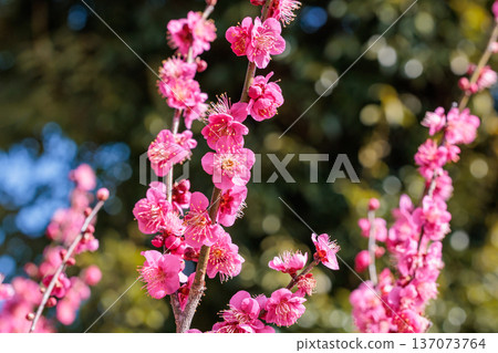 早春盛開的美麗梅花 - 單瓣冬紅 137073764