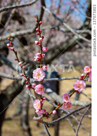 早春梅花盛開,景色宜人 早春梅花盛開,景色宜人 137073803