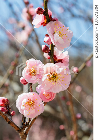 早春梅花盛開,景色宜人 早春梅花盛開,景色宜人 137073804