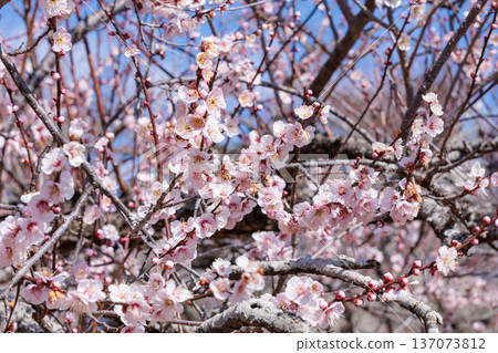 Beautiful plum blossoms blooming in early spring - Red Winter Solstice 137073812