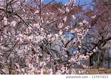 Beautiful plum blossoms blooming in early spring - Red Winter Solstice Beautiful plum blossoms blooming in early spring - Red Winter Solstice 137073815