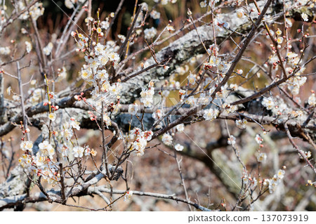 White plum blossoms blooming in the forest in early spring White plum blossoms blooming in the forest in early spring 137073919