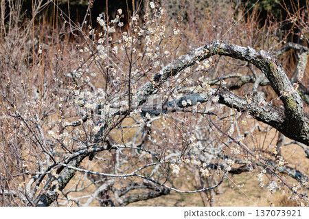 White plum blossoms blooming in the forest in early spring White plum blossoms blooming in the forest in early spring 137073921