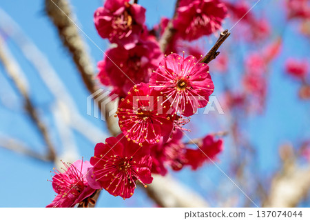 早春八重庵北盛開的美麗梅花 137074044