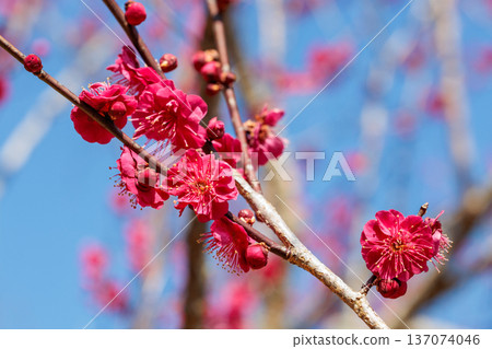 Beautiful plum blossoms that bloom in early spring Yaekanbei Beautiful plum blossoms that bloom in early spring Yaekanbei 137074046