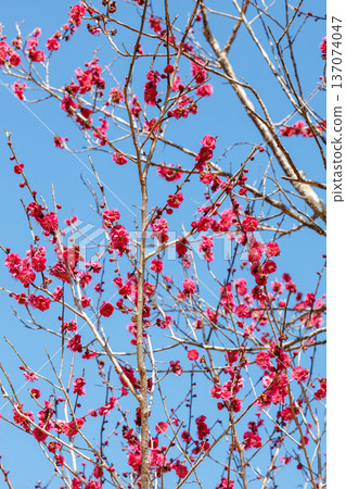 早春八重庵北盛開的美麗梅花 137074047