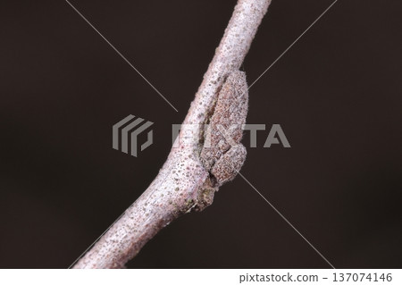 Natural plant, snowbell, winter buds. Winter buds are basically bare buds with two compound buds, large and small, and are covered with fine hairs. Natural plant, snowbell, winter buds. Winter buds are basically bare buds with two compound buds, large and small, and are covered with fine hairs. 137074146