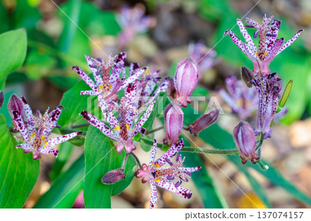 秋天花園裡盛開的美麗的hototogisu花 137074157