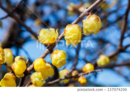 Close-up of beautiful wintersweet flowers blooming in early spring Close-up of beautiful wintersweet flowers blooming in early spring 137074200