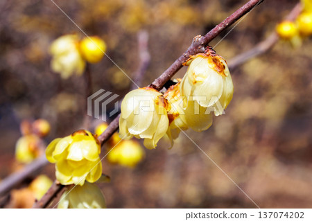 Close-up of beautiful wintersweet flowers blooming in early spring Close-up of beautiful wintersweet flowers blooming in early spring 137074202