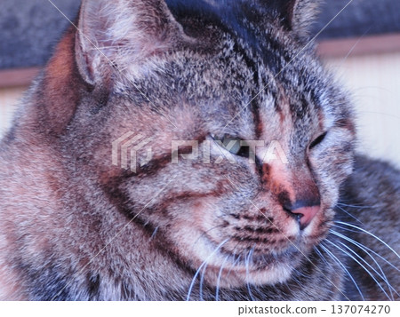 Pheasant cat 137074270