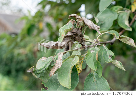 Apple tree branch with leaves affected by disease pests, displaying yellowing, spots, curling, various signs of poor health. Agricultural issues 137074362