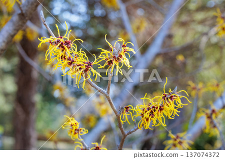 金縷梅 Balmstead 金黃色花朵，在早春綻放 137074372