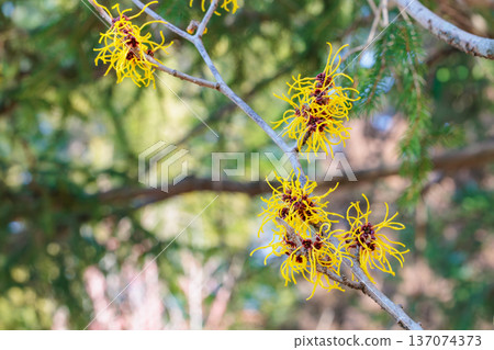 金縷梅 Balmstead 金黃色花朵，在早春綻放 137074373