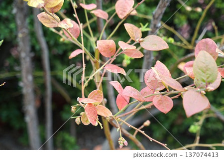 Blueberry tree and leaves Blueberry tree and leaves 137074413