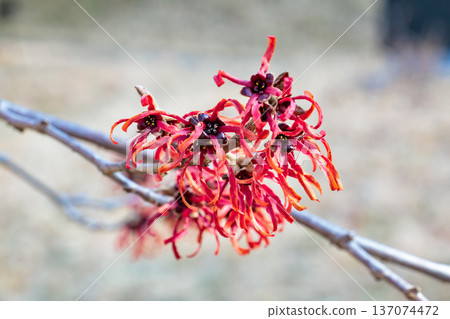 金縷梅在早春開紅色的花。 金縷梅在早春開紅色的花。 137074472