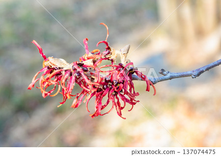 金縷梅在早春開紅色的花。 137074475