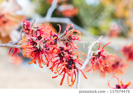 金縷梅在早春開紅色的花。 137074478