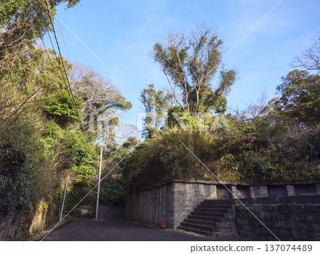 神奈川縣立觀音崎公園的冬季 137074489