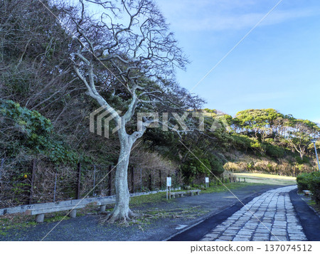 Winter at Kanagawa Prefectural Kannonzaki Park Winter at Kanagawa Prefectural Kannonzaki Park 137074512