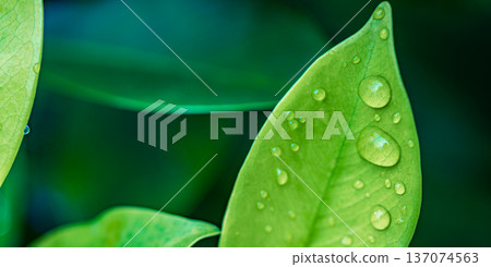 Tranquil Nature Background of Green Leaves with Rain Drops for Biophilic Design and Serene Interior Art Tranquil Nature Background of Green Leaves with Rain Drops for Biophilic Design and Serene Interior Art 137074563