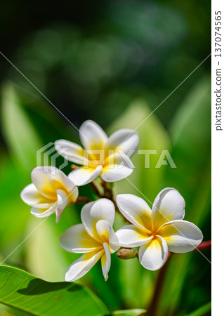 Vibrant Yellow White Plumeria Flowers and Sunny Lush Foliage for Picturesque Summer Nature Background 137074565