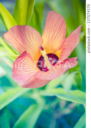 Vibrant Tropical Flora Closeup with Soft Green Leaves for Biodiversity Awareness and Nature Ecology Concept Vibrant Tropical Flora Closeup with Soft Green Leaves for Biodiversity Awareness and Nature Ecology Concept 137074576