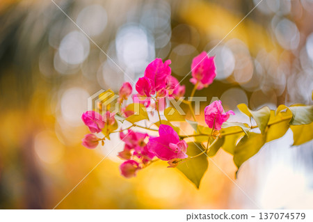 Majestic Tropical Sunset with Bougainvillea Flowers and Wild Foliage for Picturesque Resort Background Majestic Tropical Sunset with Bougainvillea Flowers and Wild Foliage for Picturesque Resort Background 137074579