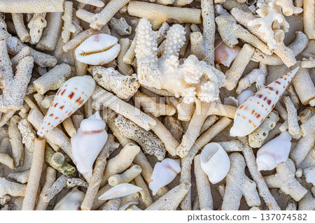 Ocean Ecology Closeup of Diverse Dry Corals and Shells Top View Tropical Nature Background Textures 137074582