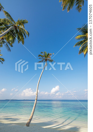 Pristine Tropical Ocean View and Beach with Palm Trees for Nature Ecology Concept and Clean Environment Pristine Tropical Ocean View and Beach with Palm Trees for Nature Ecology Concept and Clean Environment 137074605