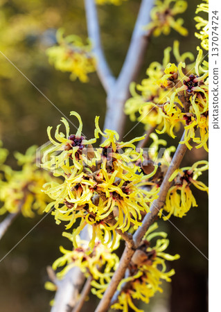 早春盛開的金縷梅穗花，黃色花朵 137074724