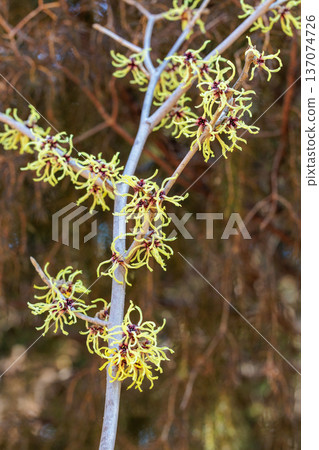 Witch hazel Honoka with yellow flowers that bloom in early spring Witch hazel Honoka with yellow flowers that bloom in early spring 137074726