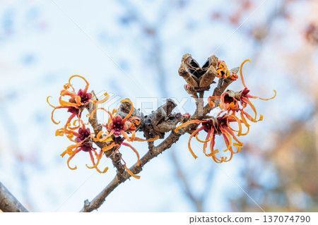 Yellow witch hazel flowers bloom in early spring. A view of Yelena just beginning to bloom. Yellow witch hazel flowers bloom in early spring. A view of Yelena just beginning to bloom. 137074790