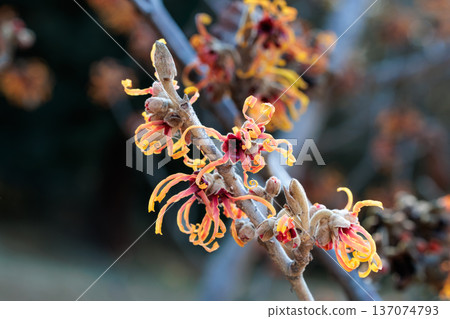 早春時節，金縷梅的黃色花朵競相綻放。這是葉蓮娜剛開始綻放的景象。 137074793