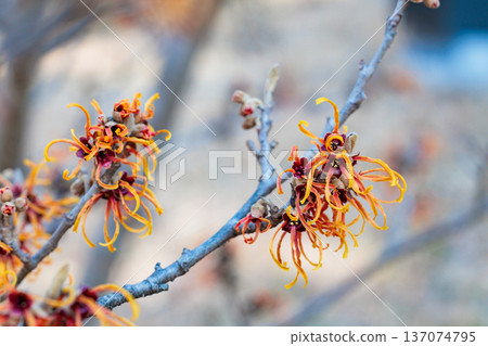 早春時節，金縷梅的黃色花朵競相綻放。這是葉蓮娜剛開始綻放的景象。 137074795