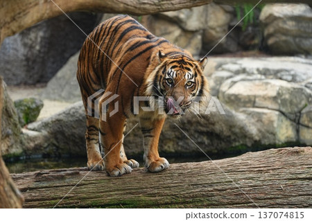 The impressive appearance of the Sumatran tiger The impressive appearance of the Sumatran tiger 137074815