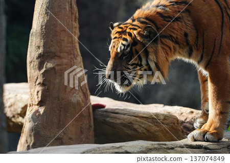 An emotional tiger An emotional tiger 137074849