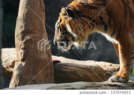The impressive profile of a Sumatran tiger The impressive profile of a Sumatran tiger 137074851