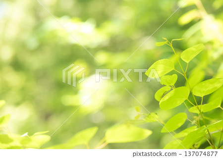 Fresh leaves of young leaves shining in light Fresh leaves of young leaves shining in light 137074877