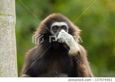 lar gibbon white-handed gibbon, an endangered primate in the gibbon family 137074901