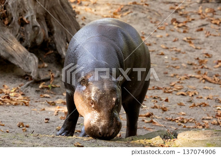Pygmy hippopotamus Choeropsis liberiensis 137074906