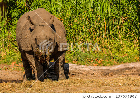 portrait of an adult rhinoceros on a sunny day in selective focus. portrait of an adult rhinoceros on a sunny day in selective focus. 137074908